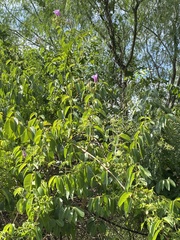 Cryptostegia grandiflora