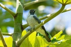 Conioptilon mcilhennyi