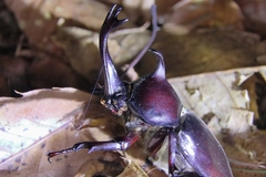 Trypoxylus dichotomus dichotomus