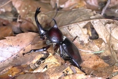 Trypoxylus dichotomus dichotomus