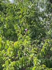 Cryptostegia grandiflora