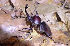 Trypoxylus dichotomus dichotomus