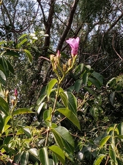 Cryptostegia grandiflora