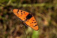 Acraea nohara