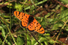 Acraea violarum