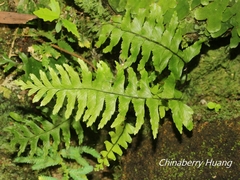 Hymenasplenium unilaterale