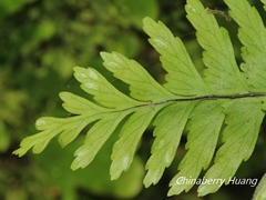 Hymenasplenium unilaterale