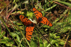 Acraea violarum