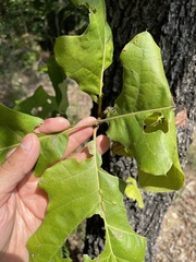 Quercus marilandica