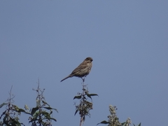 Haemorhous mexicanus