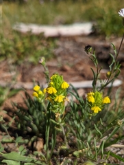 Castilleja lacera
