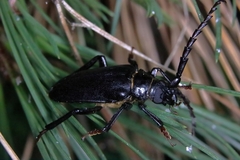 Prionus insularis insularis