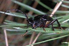 Prionus insularis insularis