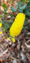 Acacia drummondii