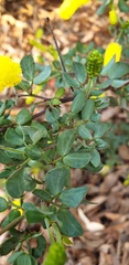 Acacia drummondii