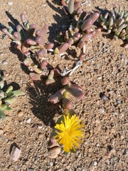 Malephora crassa