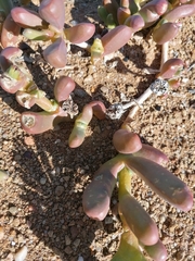 Malephora crassa