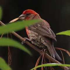 Haemorhous mexicanus