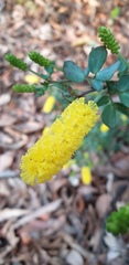 Acacia drummondii