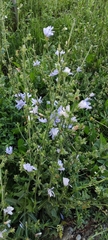 Cichorium intybus
