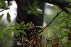 Haemorhous mexicanus