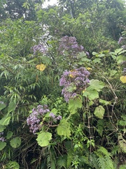 Neomirandea angularis