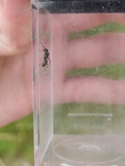 Lasius fuliginosus