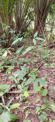 Hevea pauciflora observed 2022-07-14