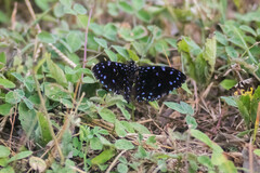 Hamadryas laodamia saurites