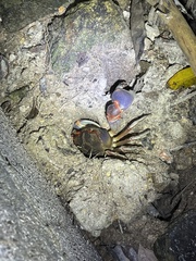Chasmagnathus convexus