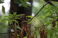 Haemorhous mexicanus