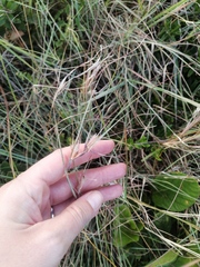 Themeda triandra