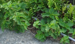 Acalypha grandibracteata