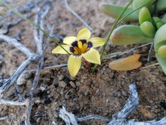 Romulea luteoflora