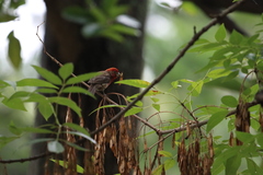 Haemorhous mexicanus
