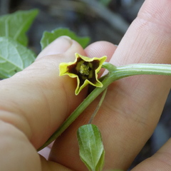 Physalis longifolia subglabrata