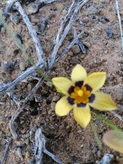 Romulea luteoflora