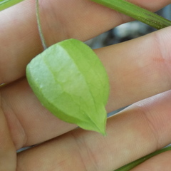Physalis longifolia subglabrata