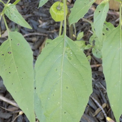 Physalis longifolia subglabrata