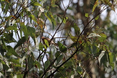 Haemorhous mexicanus