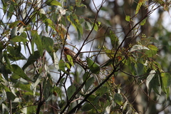 Haemorhous mexicanus