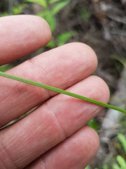 Carex castanea