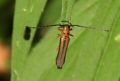 Oberea tripunctata