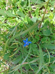 Gentiana verna