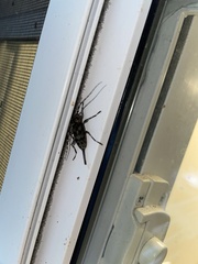 Acanthocinus obsoletus