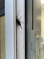 Acanthocinus obsoletus