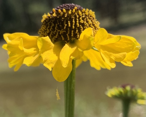 Arizona Sneezeweed (Helenium arizonicum)