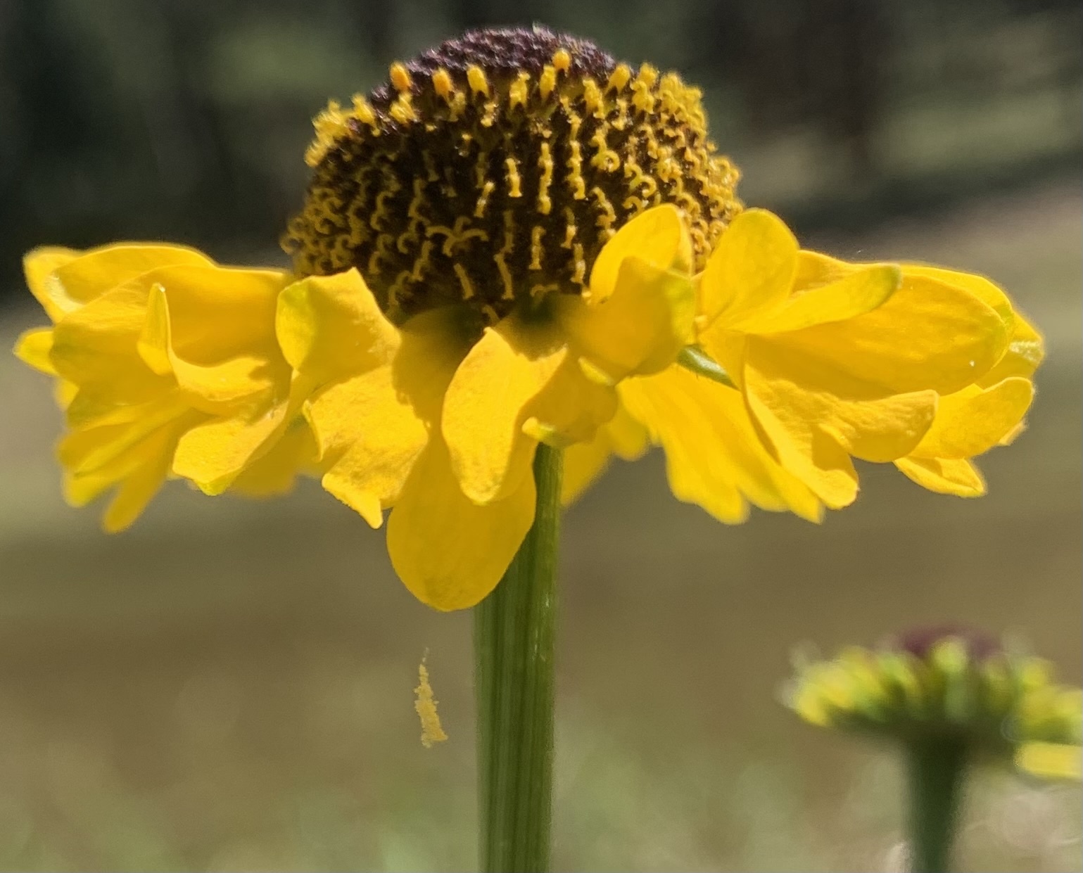 Arizona Sneezeweed (Helenium arizonicum)