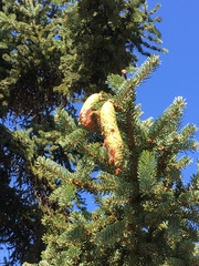 Picea asperata