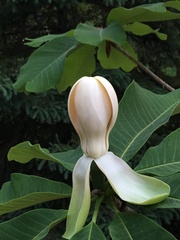 Magnolia officinalis